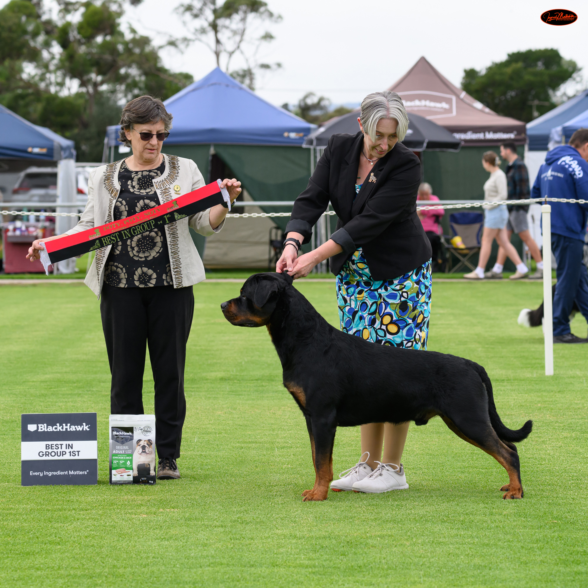 Sollerus Rottweilers, Gelderland Endless Rumours, Ubersein Jolene, Gelderland Vision Of You (AI), Jager, Rottweiler Breeder, Adelaide, South Australia